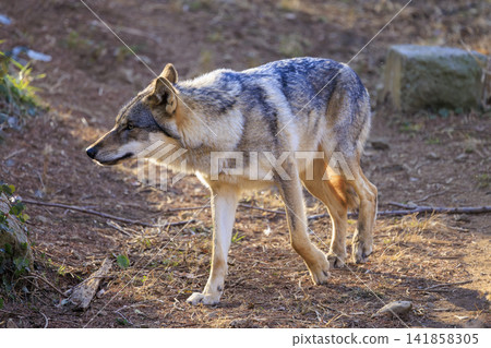 多摩動物園,Tyric Wolf(Hiroshi Wolf) 多摩動物園,Tyric Wolf(Hiroshi Wolf) 141858305