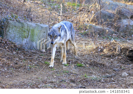 多摩動物園,Tyric Wolf(Hiroshi Wolf) 多摩動物園,Tyric Wolf(Hiroshi Wolf) 141858341