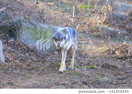 Tama Animal Park, Tyric Wolf (Hiroshi Wolf) Tama Animal Park, Tyric Wolf (Hiroshi Wolf) 141858345