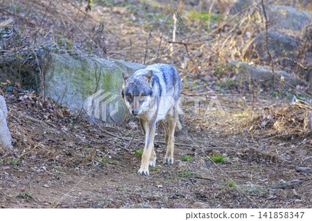 Tama Animal Park, Tyric Wolf (Hiroshi Wolf) Tama Animal Park, Tyric Wolf (Hiroshi Wolf) 141858347