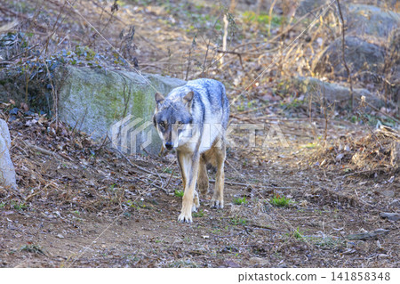 Tama Animal Park, Tyric Wolf (Hiroshi Wolf) 141858348