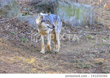 Tama Animal Park, Tyric Wolf (Hiroshi Wolf) Tama Animal Park, Tyric Wolf (Hiroshi Wolf) 141858360