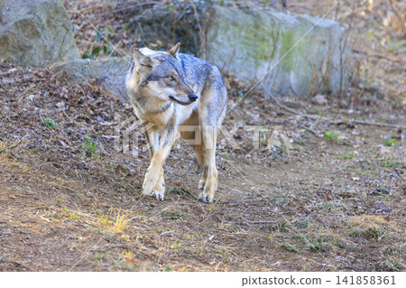 Tama Animal Park, Tyric Wolf (Hiroshi Wolf) Tama Animal Park, Tyric Wolf (Hiroshi Wolf) 141858361
