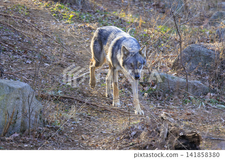 多摩動物園,Tyric Wolf(Hiroshi Wolf) 多摩動物園,Tyric Wolf(Hiroshi Wolf) 141858380
