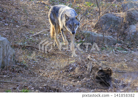 多摩動物園,Tyric Wolf(Hiroshi Wolf) 多摩動物園,Tyric Wolf(Hiroshi Wolf) 141858382