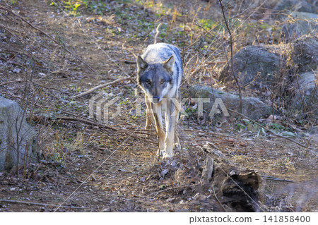 多摩動物園,Tyric Wolf(Hiroshi Wolf) 多摩動物園,Tyric Wolf(Hiroshi Wolf) 141858400