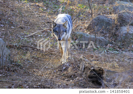 多摩動物園,Tyric Wolf(Hiroshi Wolf) 多摩動物園,Tyric Wolf(Hiroshi Wolf) 141858401