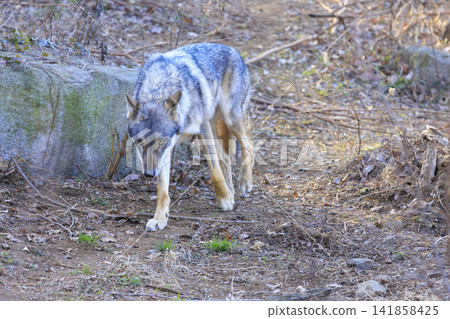 Tama Animal Park, Tyric Wolf (Hiroshi Wolf) Tama Animal Park, Tyric Wolf (Hiroshi Wolf) 141858425