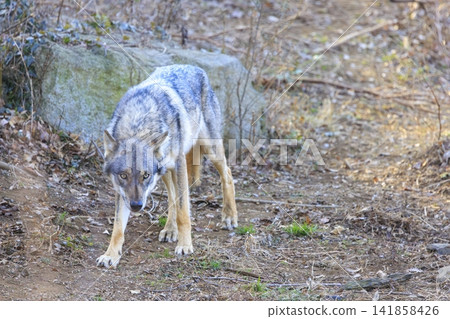 多摩動物園,Tyric Wolf(Hiroshi Wolf) 多摩動物園,Tyric Wolf(Hiroshi Wolf) 141858426
