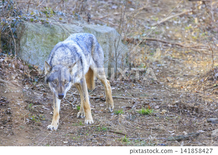 多摩動物園,Tyric Wolf(Hiroshi Wolf) 多摩動物園,Tyric Wolf(Hiroshi Wolf) 141858427