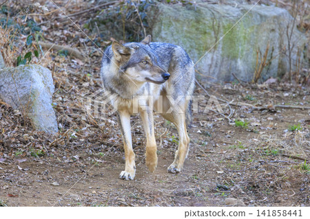 多摩動物園，Tyric Wolf（Hiroshi Wolf） 141858441
