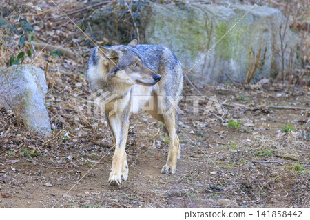 多摩動物園,Tyric Wolf(Hiroshi Wolf) 多摩動物園,Tyric Wolf(Hiroshi Wolf) 141858442