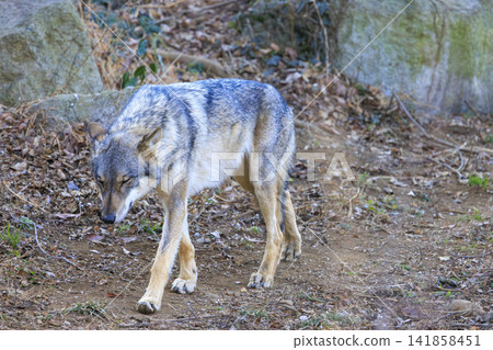 Tama Animal Park, Tyric Wolf (Hiroshi Wolf) Tama Animal Park, Tyric Wolf (Hiroshi Wolf) 141858451