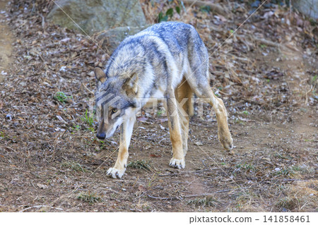Tama Animal Park, Tyric Wolf (Hiroshi Wolf) Tama Animal Park, Tyric Wolf (Hiroshi Wolf) 141858461