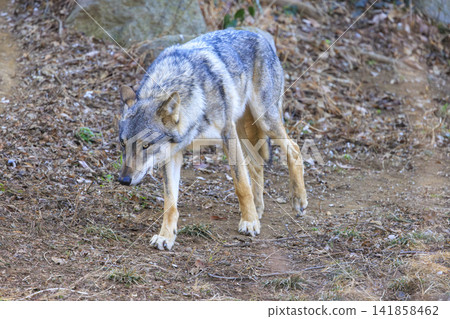 多摩動物園,Tyric Wolf(Hiroshi Wolf) 多摩動物園,Tyric Wolf(Hiroshi Wolf) 141858462