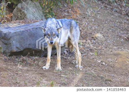 多摩動物園，Tyric Wolf（Hiroshi Wolf） 141858463