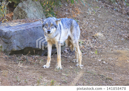 Tama Animal Park, Tyric Wolf (Hiroshi Wolf) Tama Animal Park, Tyric Wolf (Hiroshi Wolf) 141858478