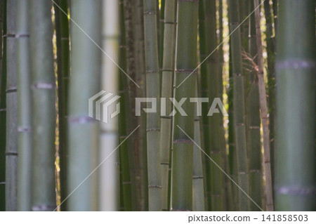 陽光柔和地灑在嵐山竹林步道上的竹子上。 陽光柔和地灑在嵐山竹林步道上的竹子上。 141858503