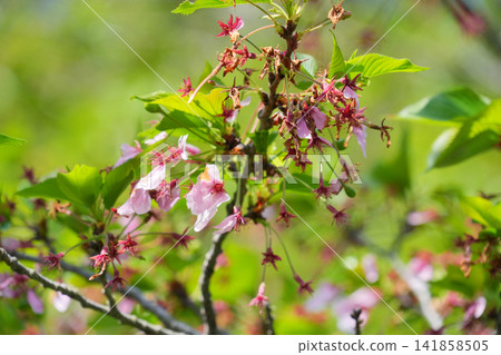 Cherry blossoms swaying in the spring sunshine, with fresh green leaves in full bloom. Cherry blossoms swaying in the spring sunshine, with fresh green leaves in full bloom. 141858505