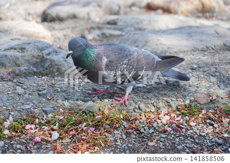 Close-up of a rock dove standing on a stone path Close-up of a rock dove standing on a stone path 141858506