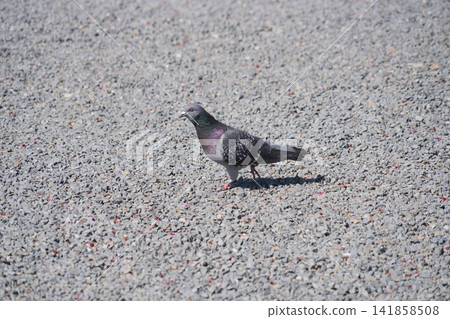 A rock dove walks alone on a wide, sunny gravel path. A rock dove walks alone on a wide, sunny gravel path. 141858508