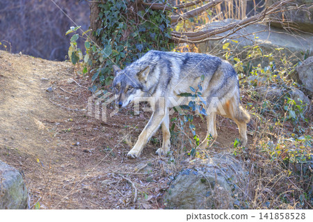 Tama Animal Park, Tyric Wolf (Hiroshi Wolf) Tama Animal Park, Tyric Wolf (Hiroshi Wolf) 141858528