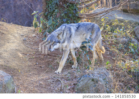 Tama Animal Park, Tyric Wolf (Hiroshi Wolf) Tama Animal Park, Tyric Wolf (Hiroshi Wolf) 141858530
