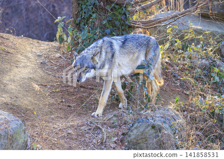 Tama Animal Park, Tyric Wolf (Hiroshi Wolf) Tama Animal Park, Tyric Wolf (Hiroshi Wolf) 141858531