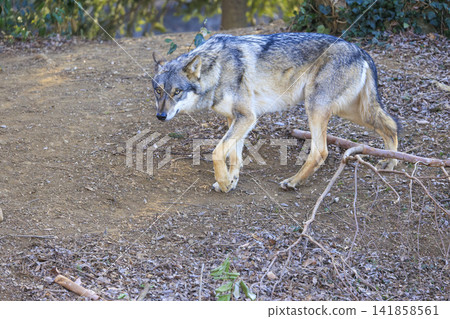 Tama Animal Park, Tyric Wolf (Hiroshi Wolf) Tama Animal Park, Tyric Wolf (Hiroshi Wolf) 141858561