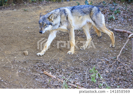 多摩動物園,Tyric Wolf(Hiroshi Wolf) 多摩動物園,Tyric Wolf(Hiroshi Wolf) 141858569