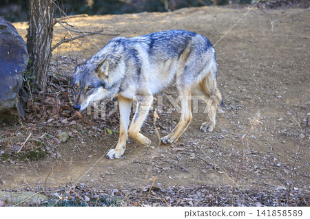Tama Animal Park, Tyric Wolf (Hiroshi Wolf) Tama Animal Park, Tyric Wolf (Hiroshi Wolf) 141858589