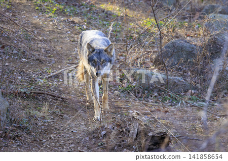多摩動物園,Tyric Wolf(Hiroshi Wolf) 多摩動物園,Tyric Wolf(Hiroshi Wolf) 141858654