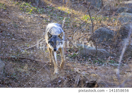 多摩動物園,Tyric Wolf(Hiroshi Wolf) 多摩動物園,Tyric Wolf(Hiroshi Wolf) 141858656