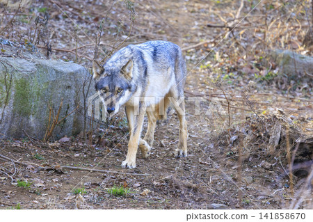 多摩動物園,Tyric Wolf(Hiroshi Wolf) 多摩動物園,Tyric Wolf(Hiroshi Wolf) 141858670