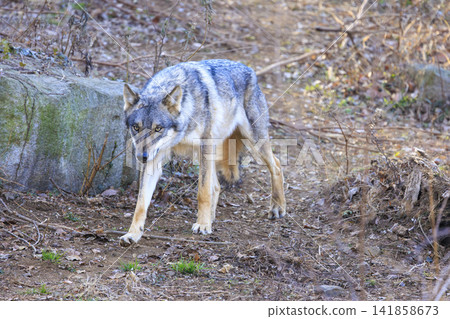 Tama Animal Park, Tyric Wolf (Hiroshi Wolf) Tama Animal Park, Tyric Wolf (Hiroshi Wolf) 141858673