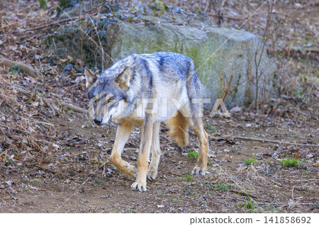 Tama Animal Park, Tyric Wolf (Hiroshi Wolf) Tama Animal Park, Tyric Wolf (Hiroshi Wolf) 141858692