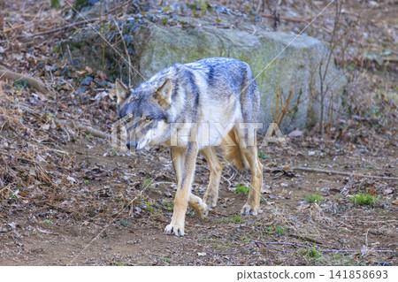 Tama Animal Park, Tyric Wolf (Hiroshi Wolf) Tama Animal Park, Tyric Wolf (Hiroshi Wolf) 141858693