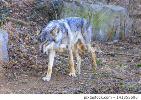 Tama Animal Park, Tyric Wolf (Hiroshi Wolf) Tama Animal Park, Tyric Wolf (Hiroshi Wolf) 141858696