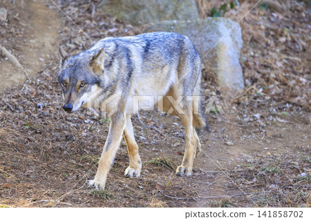 Tama Animal Park, Tyric Wolf (Hiroshi Wolf) Tama Animal Park, Tyric Wolf (Hiroshi Wolf) 141858702