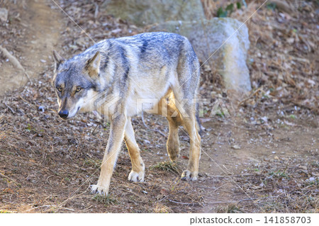 Tama Animal Park, Tyric Wolf (Hiroshi Wolf) Tama Animal Park, Tyric Wolf (Hiroshi Wolf) 141858703