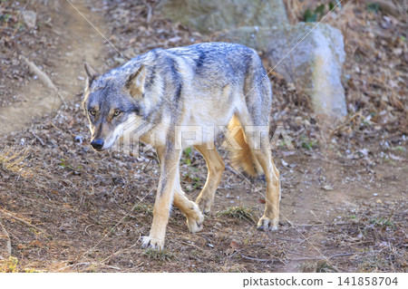 多摩動物園，Tyric Wolf（Hiroshi Wolf） 141858704