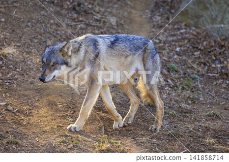 多摩動物園,Tyric Wolf(Hiroshi Wolf) 多摩動物園,Tyric Wolf(Hiroshi Wolf) 141858714