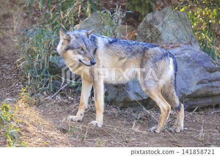 多摩動物園,Tyric Wolf(Hiroshi Wolf) 多摩動物園,Tyric Wolf(Hiroshi Wolf) 141858721