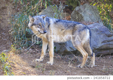 Tama Animal Park, Tyric Wolf (Hiroshi Wolf) Tama Animal Park, Tyric Wolf (Hiroshi Wolf) 141858722
