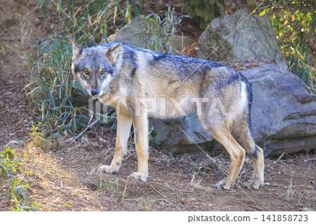 多摩動物園,Tyric Wolf(Hiroshi Wolf) 多摩動物園,Tyric Wolf(Hiroshi Wolf) 141858723