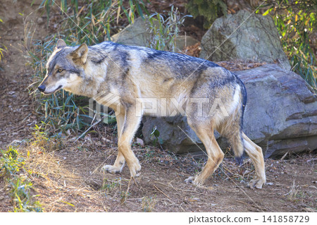 Tama Animal Park, Tyric Wolf (Hiroshi Wolf) Tama Animal Park, Tyric Wolf (Hiroshi Wolf) 141858729