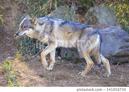 Tama Animal Park, Tyric Wolf (Hiroshi Wolf) Tama Animal Park, Tyric Wolf (Hiroshi Wolf) 141858730