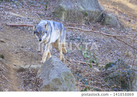 Tama Animal Park, Tyric Wolf (Hiroshi Wolf) Tama Animal Park, Tyric Wolf (Hiroshi Wolf) 141858869