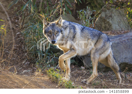 多摩動物園,Tyric Wolf(Hiroshi Wolf) 多摩動物園,Tyric Wolf(Hiroshi Wolf) 141858899