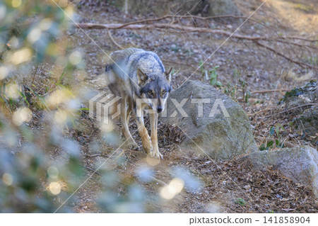 Tama Animal Park, Tyric Wolf (Hiroshi Wolf) 141858904